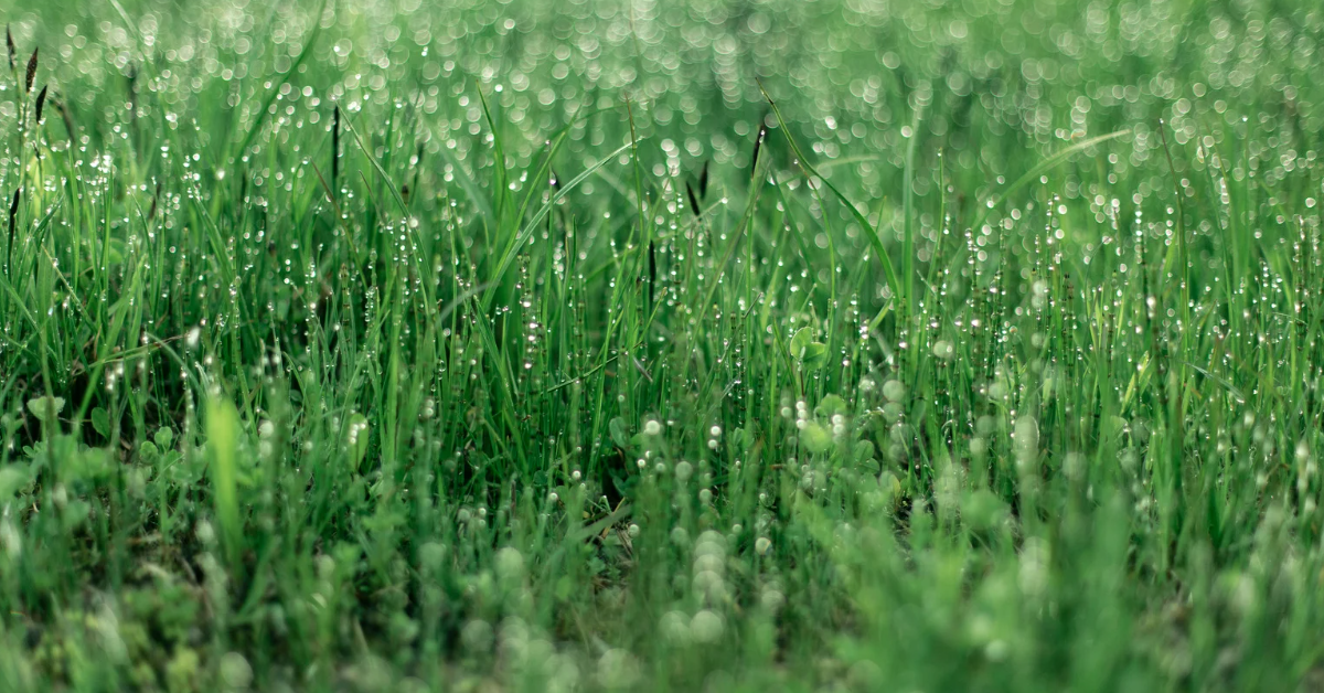 Identify best grass types for lawn in Lockyer Valley